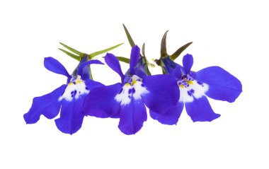 Beyaz arkaplanda mavi lobelia izole