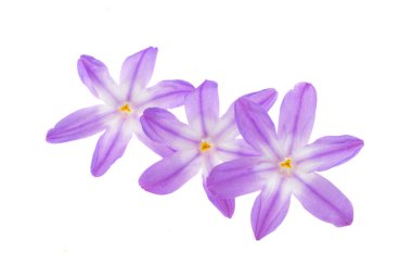 Beyaz arkaplanda izole edilmiş Chionodoxa çiçeği