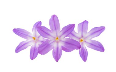 Beyaz arkaplanda izole edilmiş Chionodoxa çiçeği