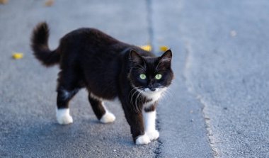 Siyah beyaz kedi sokakta yürüyor.