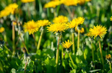 İlkbaharda çiçek açan karahindibalarla dolu bahar çayırları.
