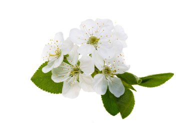 Beyaz arkaplanda izole edilmiş kiraz çiçekleri