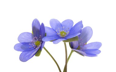 Beyaz arka plan üzerinde izole mantarı nobilis