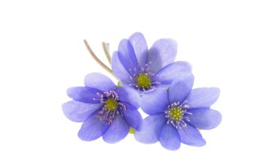 Beyaz arka plan üzerinde izole mantarı nobilis