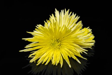 Siyah bir zemin üzerine sarı krizantem