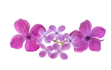 Beyaz arkaplanda yalıtılmış leylak çiçekleri