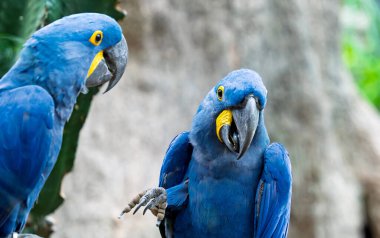 Tenerife 'deki parkta güzel papağanlar