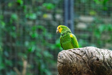 Tenerife 'deki parkta güzel papağanlar