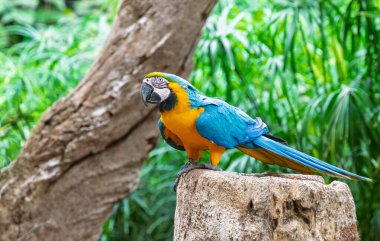 Tenerife 'deki parkta güzel papağanlar