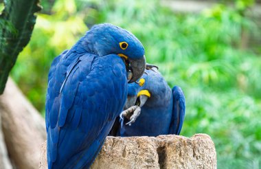 Tenerife 'deki parkta güzel papağanlar