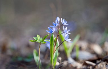 Çan çiçekleri ormandaki ilk bahar çiçekleridir.