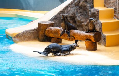 Hayvanat bahçesinde fok balıkları oynuyor.