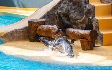 Hayvanat bahçesinde fok balıkları oynuyor.