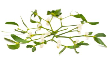 Beyaz arkaplanda izole ökse otu dalları