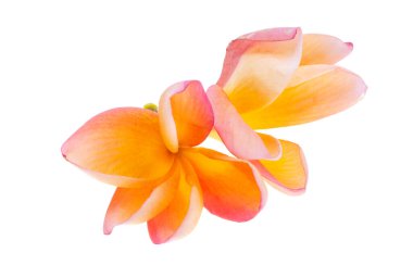 Plumeria çiçeği beyaz arkaplanda izole edilmiş