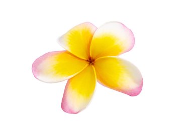 Beyaz arkaplanda izole edilmiş sarı plumeria çiçeği