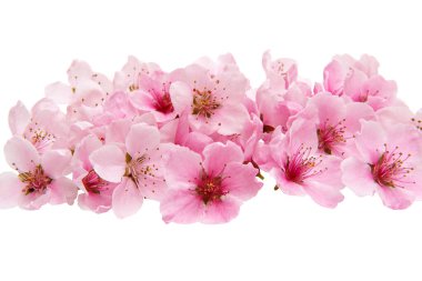 Beyaz arka plan üzerinde izole pembe sakura çiçekler