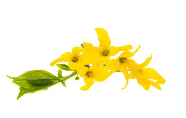 Beyaz arkaplanda izole edilmiş çiçek.