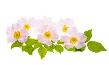 Beyaz arka plan üzerinde izole kuşburnu