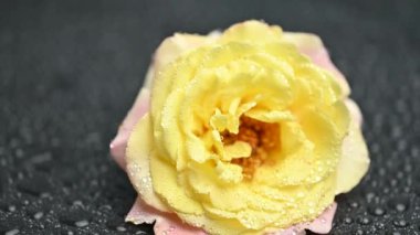 Siyah arkaplanda sarı bir gül