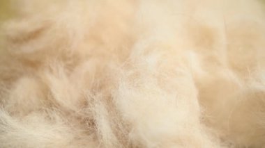 bej renkli hayvan kürkü yakın çekim