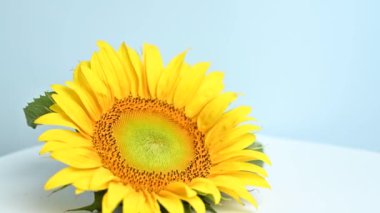 Stüdyoda dönen ayçiçeği.