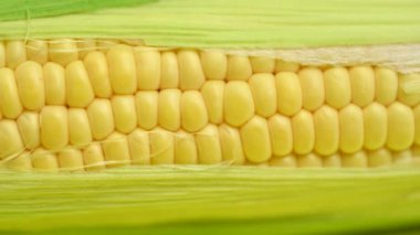 # Sarı mısır koçanının üstünde #