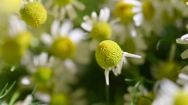 Şifalı papatya çiçeklerinin video görüntüleri.