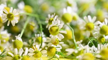 Şifalı papatya çiçeklerinin video görüntüleri.