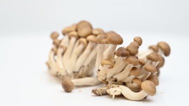 Beyaz arka planda genç shiitake mantarları