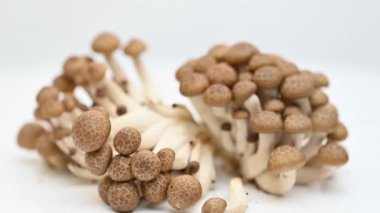 Beyaz arka planda genç shiitake mantarları