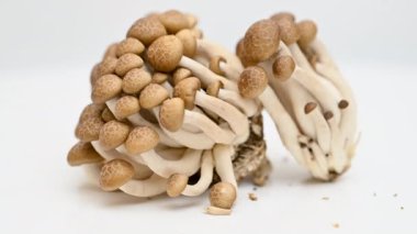 Beyaz arka planda genç shiitake mantarları