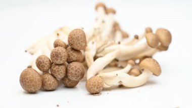Beyaz arka planda genç shiitake mantarları