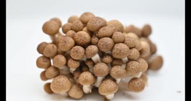 Beyaz arka planda genç shiitake mantarları