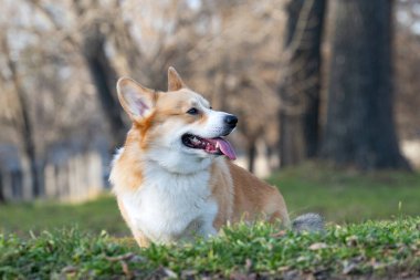 Galli Corgi Pembroke parkta yürüyüş yapıyor.