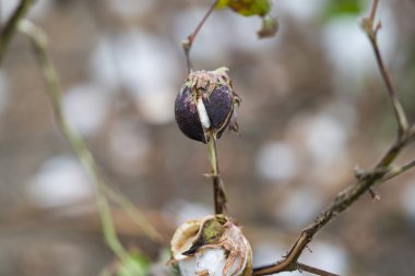 Çiçek açan pamuk tarlasına yakın çekim