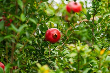 Ağaçta olgun kırmızı nar.