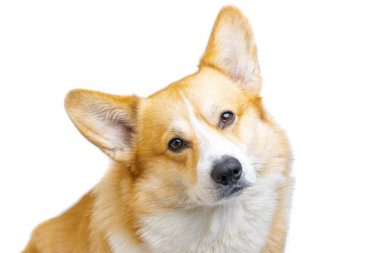 Beyaz arka plan üzerinde izole Galce corgi pembroke