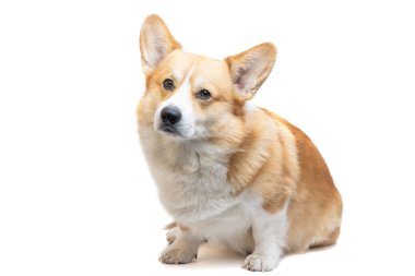 Beyaz arka plan üzerinde izole Galce corgi pembroke