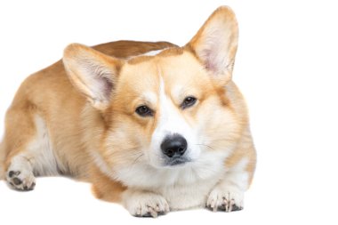 Beyaz arka plan üzerinde izole Galce corgi pembroke