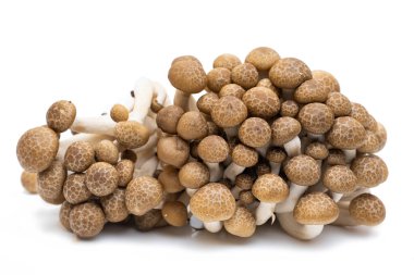 Genç shiitake mantarları beyaz arka planda izole edilmiş.