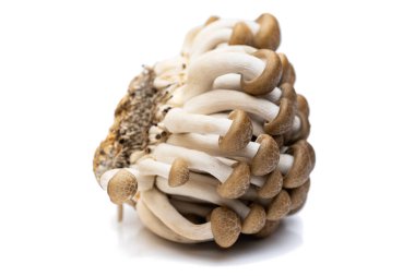 Genç shiitake mantarları beyaz arka planda izole edilmiş.