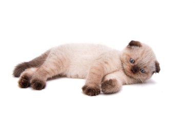 Beyaz arka plan üzerinde izole lop-eared yavru kedi