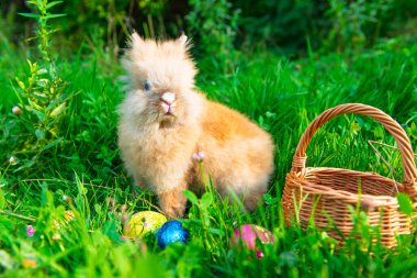 Yeşil çimenlikteki küçük tavşan