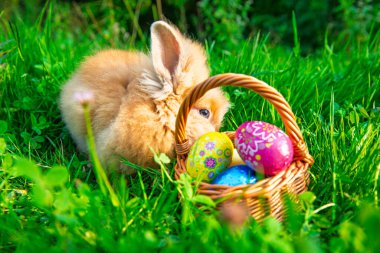 Yeşil çimenlikteki küçük tavşan