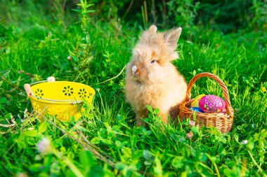 Yeşil çimenlikteki küçük tavşan