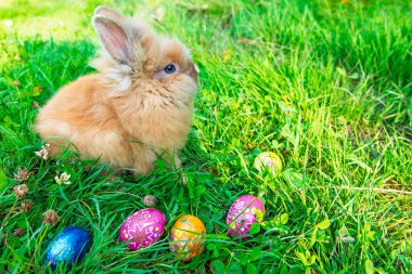 Yeşil çimenlikteki küçük tavşan