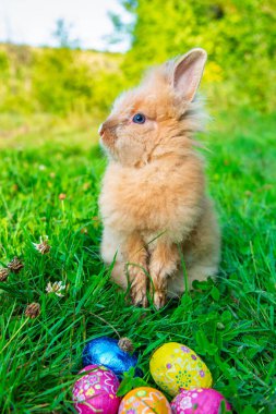 Yeşil çimenlikteki küçük tavşan