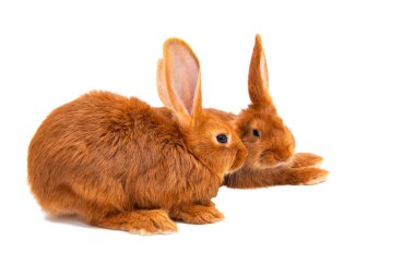 Beyaz arka plan üzerinde izole kırmızı tavşan