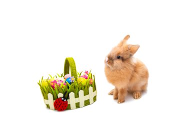 Beyaz arkaplanda izole edilmiş Paskalya tavşanı